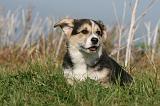 CORGI PEMBROKE 1157